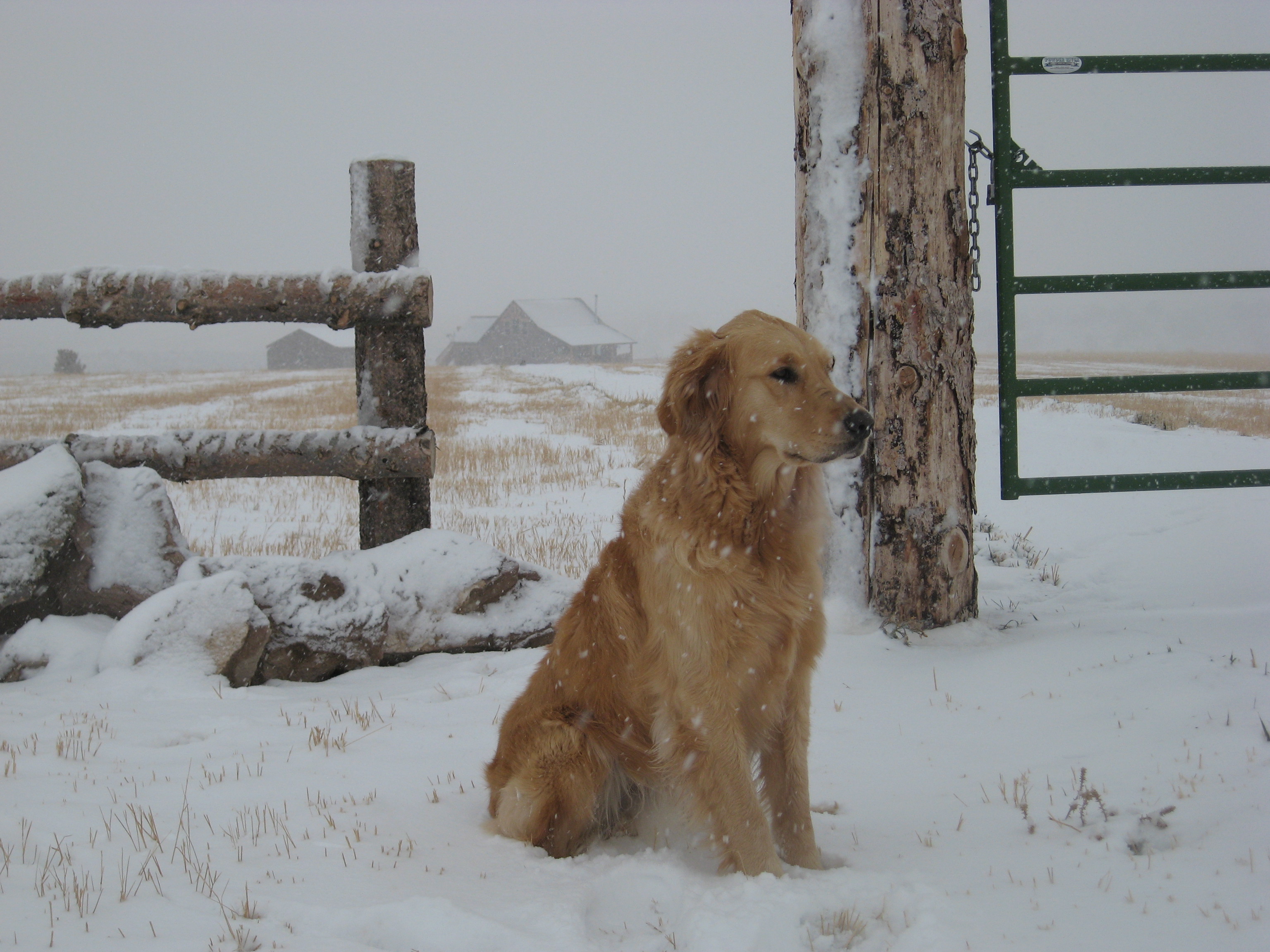 Home Pet Euthanasia Boise Id Gentle Goodbyes