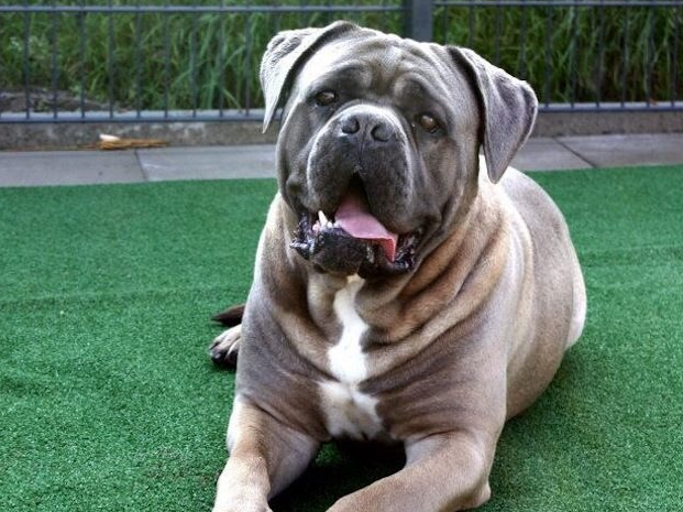Home Pet Euthanasia Boise Id Gentle Goodbyes